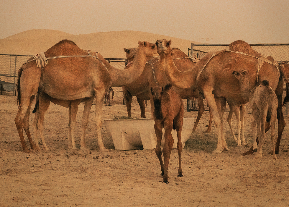 Abu Dhabi Desert Family Photo Session Sublimely Sweet Photography
